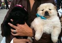 El día de San Antón