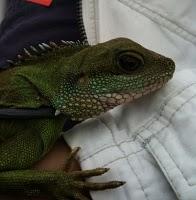 El día de San Antón