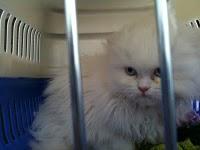 El día de San Antón