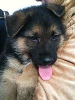 El día de San Antón