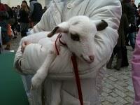 El día de San Antón