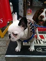 El día de San Antón