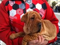 El día de San Antón