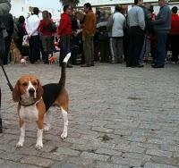 El día de San Antón