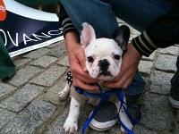 El día de San Antón