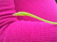 El día de San Antón