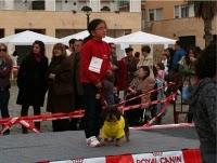 El día de San Antón