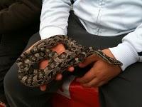 El día de San Antón