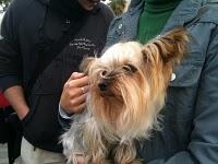 El día de San Antón