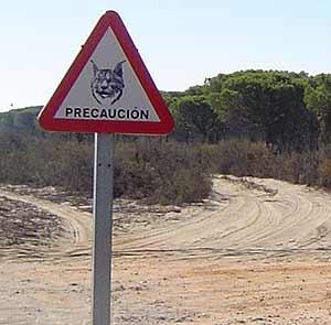 Situación del lince en Doñana 2010
