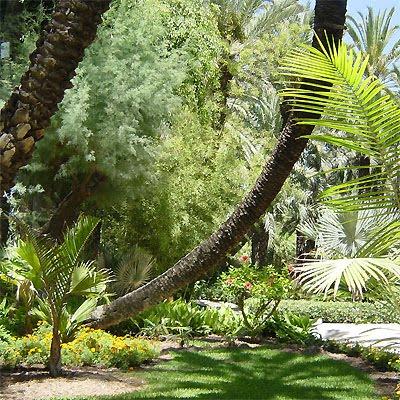 El Palmeral de Elche (2000)