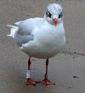 LARUS DELAWARENSIS-RECORRIDO CANTABRICO