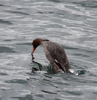 LARUS DELAWARENSIS-RECORRIDO CANTABRICO