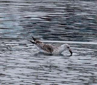 LARUS DELAWARENSIS-RECORRIDO CANTABRICO