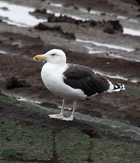 LARUS DELAWARENSIS-RECORRIDO CANTABRICO