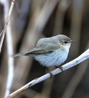 COMIENZO EL AÑO Y COMO NO TXINGUDI