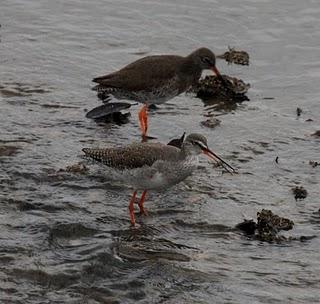 COMIENZO EL AÑO Y COMO NO TXINGUDI