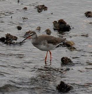 COMIENZO EL AÑO Y COMO NO TXINGUDI