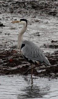 COMIENZO EL AÑO Y COMO NO TXINGUDI