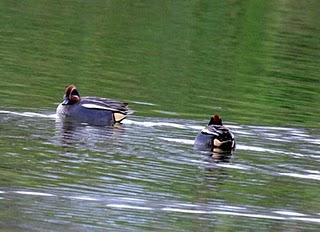 COMIENZO EL AÑO Y COMO NO TXINGUDI