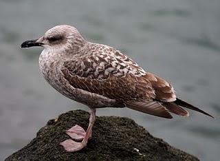 COMIENZO EL AÑO Y COMO NO TXINGUDI