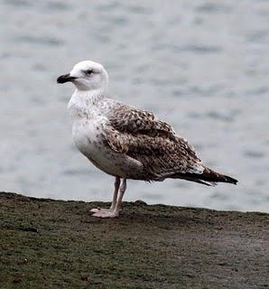 COMIENZO EL AÑO Y COMO NO TXINGUDI