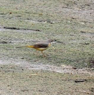 COMIENZO EL AÑO Y COMO NO TXINGUDI