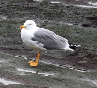 COMIENZO EL AÑO Y COMO NO TXINGUDI