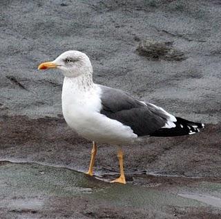 COMIENZO EL AÑO Y COMO NO TXINGUDI