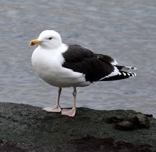 COMIENZO EL AÑO Y COMO NO TXINGUDI