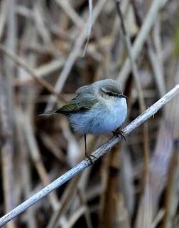 COMIENZO EL AÑO Y COMO NO TXINGUDI