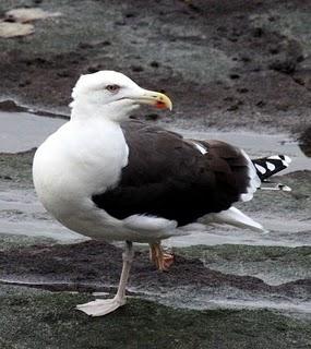 COMIENZO EL AÑO Y COMO NO TXINGUDI