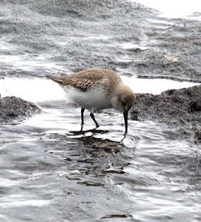 COMIENZO EL AÑO Y COMO NO TXINGUDI