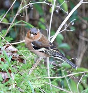 COMIENZO EL AÑO Y COMO NO TXINGUDI