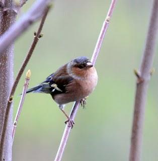 COMIENZO EL AÑO Y COMO NO TXINGUDI