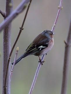 COMIENZO EL AÑO Y COMO NO TXINGUDI