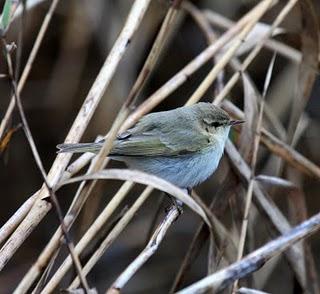 COMIENZO EL AÑO Y COMO NO TXINGUDI