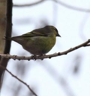 COMIENZO EL AÑO Y COMO NO TXINGUDI