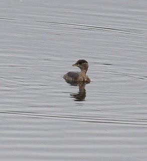 COMIENZO EL AÑO Y COMO NO TXINGUDI