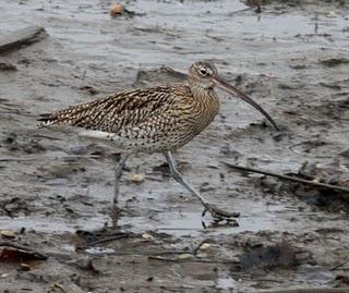 COMIENZO EL AÑO Y COMO NO TXINGUDI
