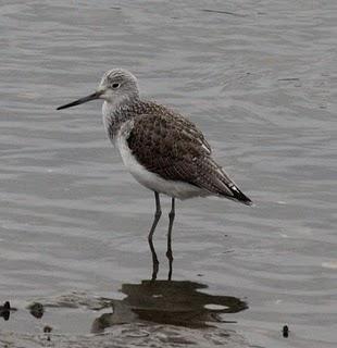 COMIENZO EL AÑO Y COMO NO TXINGUDI