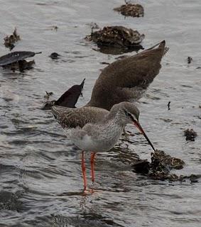 COMIENZO EL AÑO Y COMO NO TXINGUDI