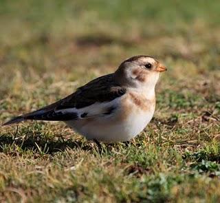 PLECTROPHENAX NIVALIS EN EL VALLE DEL BAZTÁN-PIRINEO ÁTLANTICO