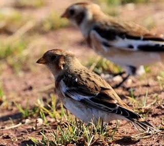 PLECTROPHENAX NIVALIS EN EL VALLE DEL BAZTÁN-PIRINEO ÁTLANTICO