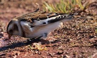 PLECTROPHENAX NIVALIS EN EL VALLE DEL BAZTÁN-PIRINEO ÁTLANTICO