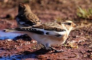 PLECTROPHENAX NIVALIS EN EL VALLE DEL BAZTÁN-PIRINEO ÁTLANTICO