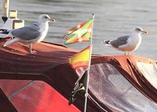 COLIMBO CHICO EN HONDARRIBIA Y PASEO POR TXINGUDI