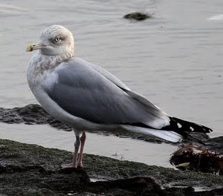 COLIMBO CHICO EN HONDARRIBIA Y PASEO POR TXINGUDI