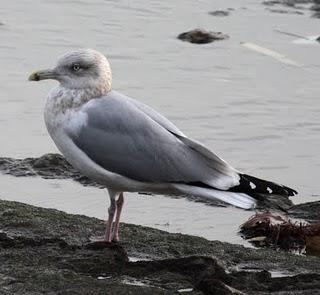 COLIMBO CHICO EN HONDARRIBIA Y PASEO POR TXINGUDI