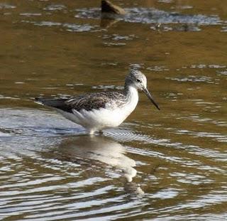 COLIMBO CHICO EN HONDARRIBIA Y PASEO POR TXINGUDI